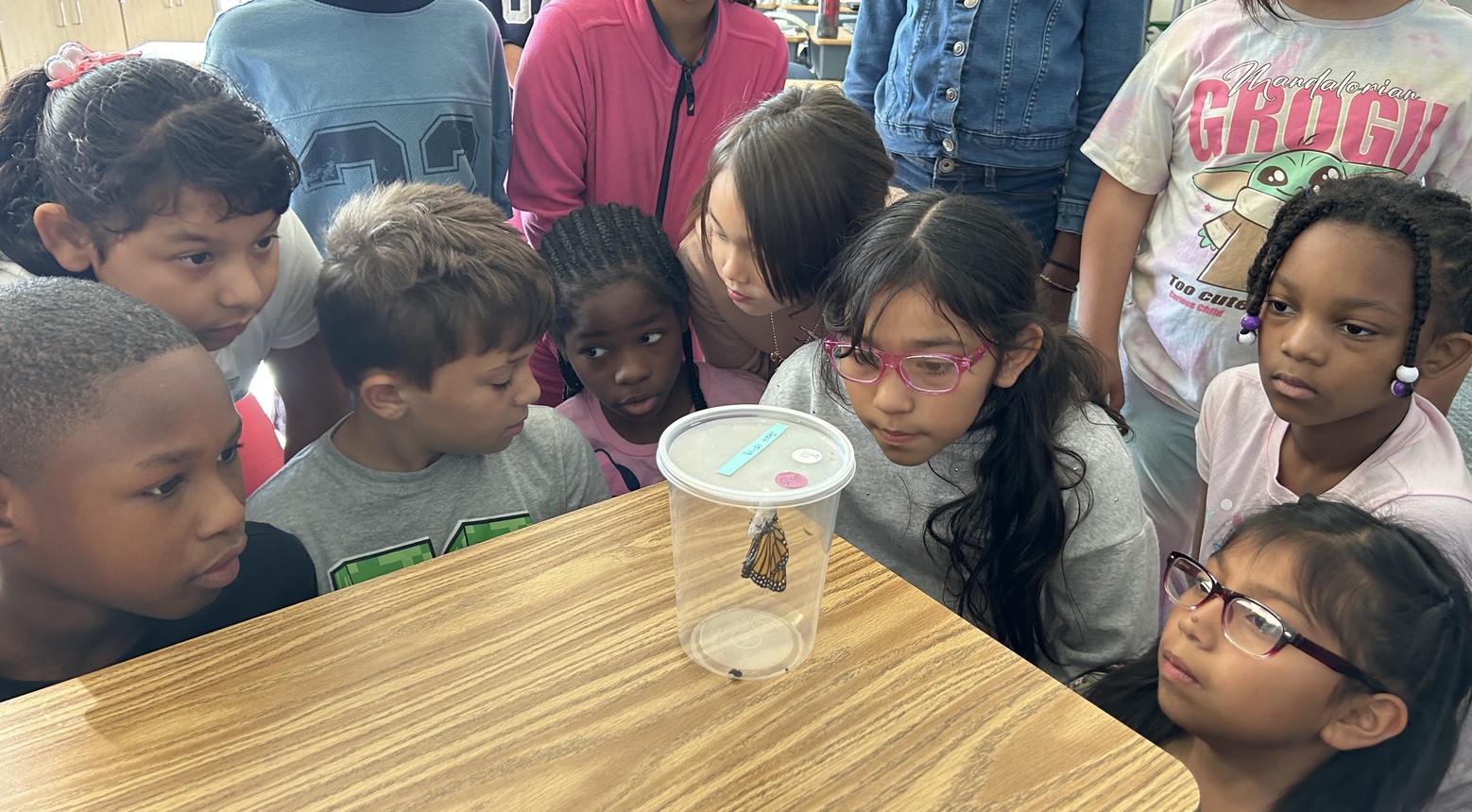 Students sitting around a table looking at a butterfly hatching.